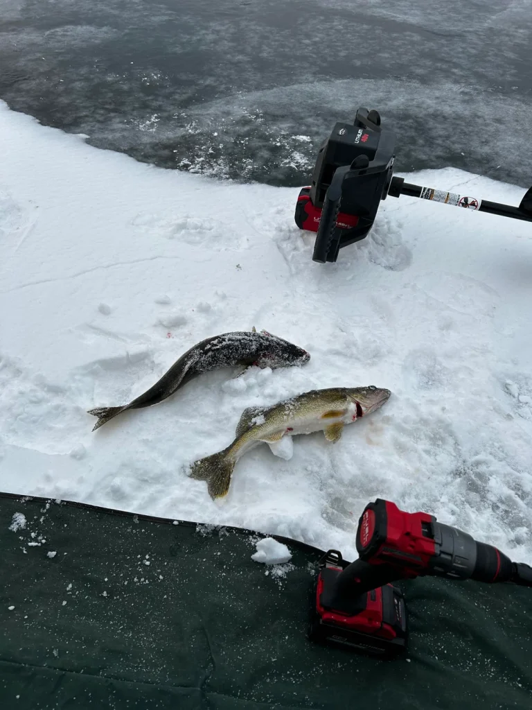 Fresh catches from a day of ice fishing in Michigan. Credit: u/Business_Locksmith71 via r/IceFishing