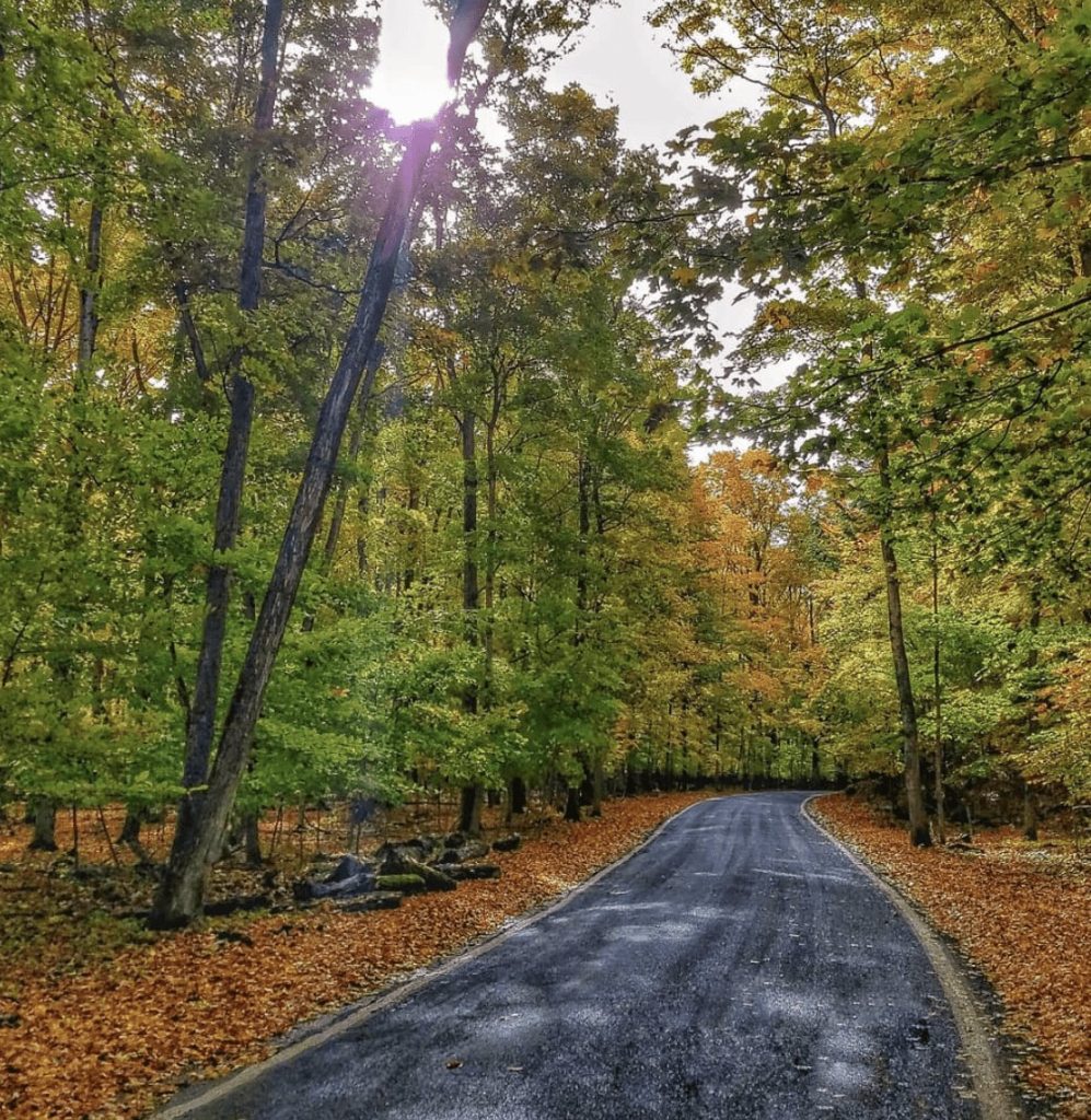 Michigan’s Tunnel of Trees along M-119 bursts into vibrant fall colors, creating a stunning autumn canopy. Credit: Awesome Mitten via Facebook 